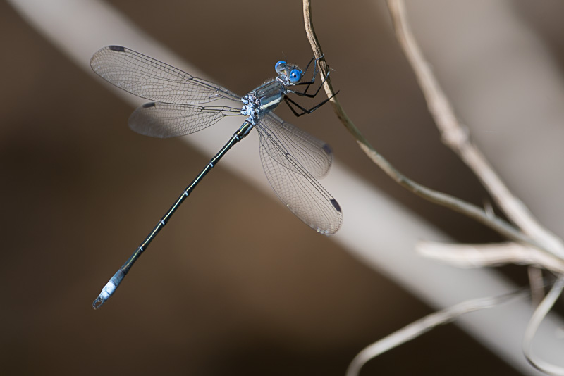 great spreadwing